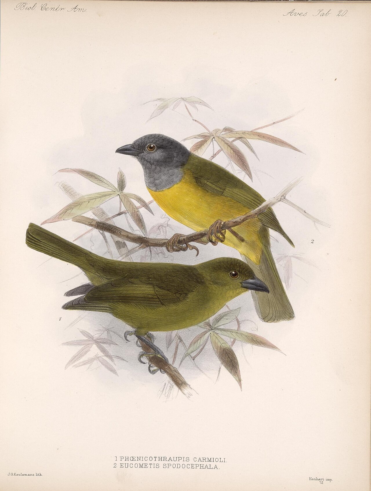 Illustration of Carmiol's Tanager