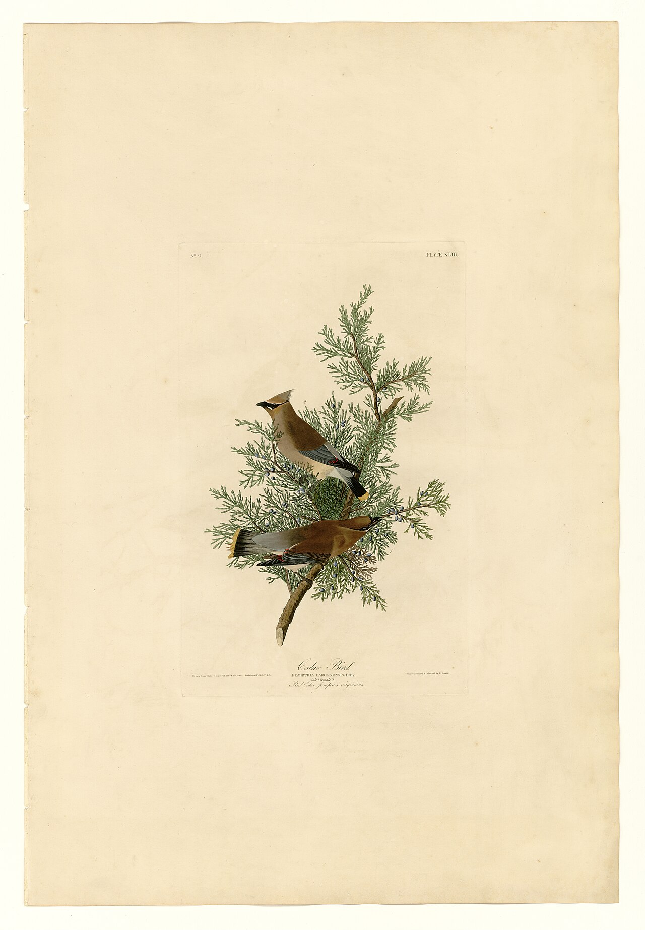 Illustration of Cedar Waxwing