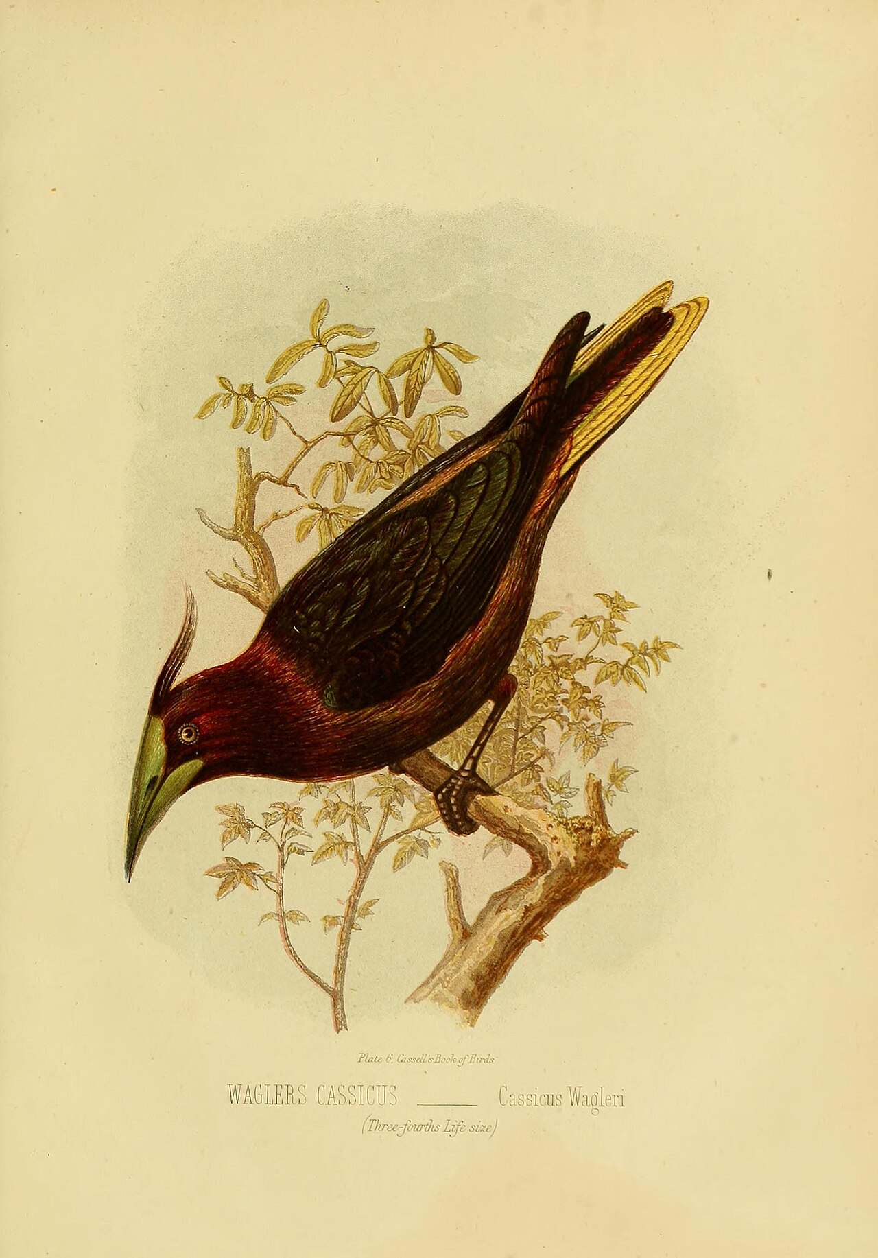 Illustration of Chestnut-headed Oropendola