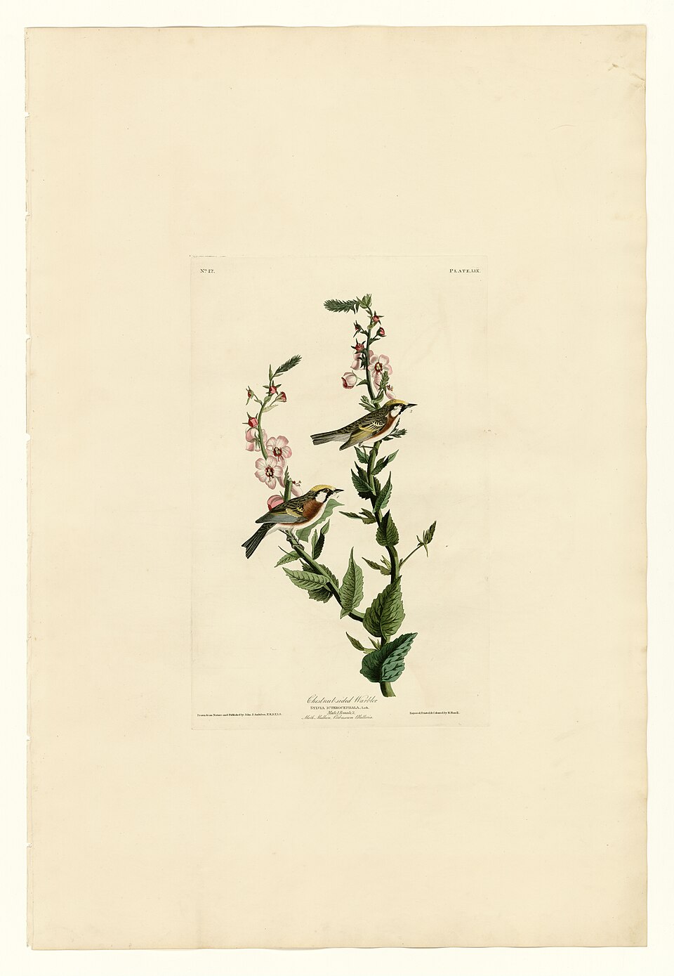Illustration of Chestnut-sided Warbler