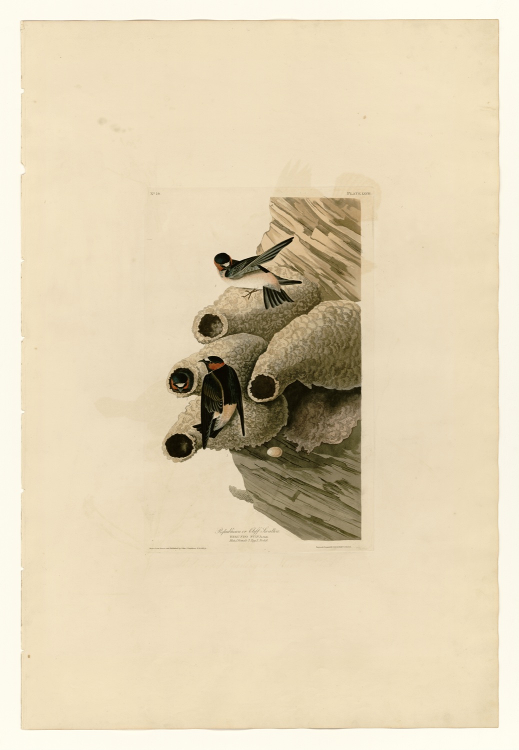 Illustration of Cliff Swallow