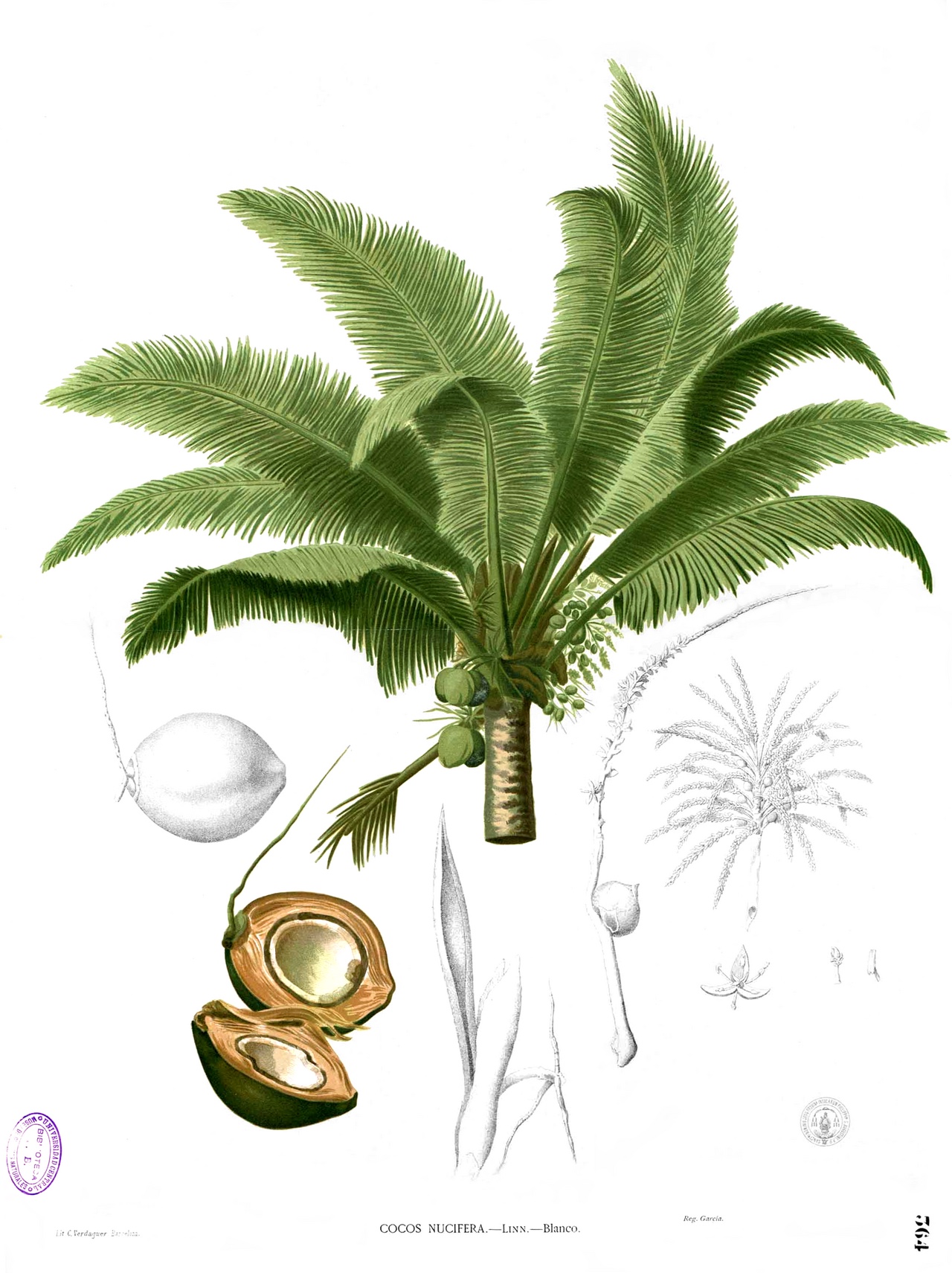 Illustration of Coco Palm
