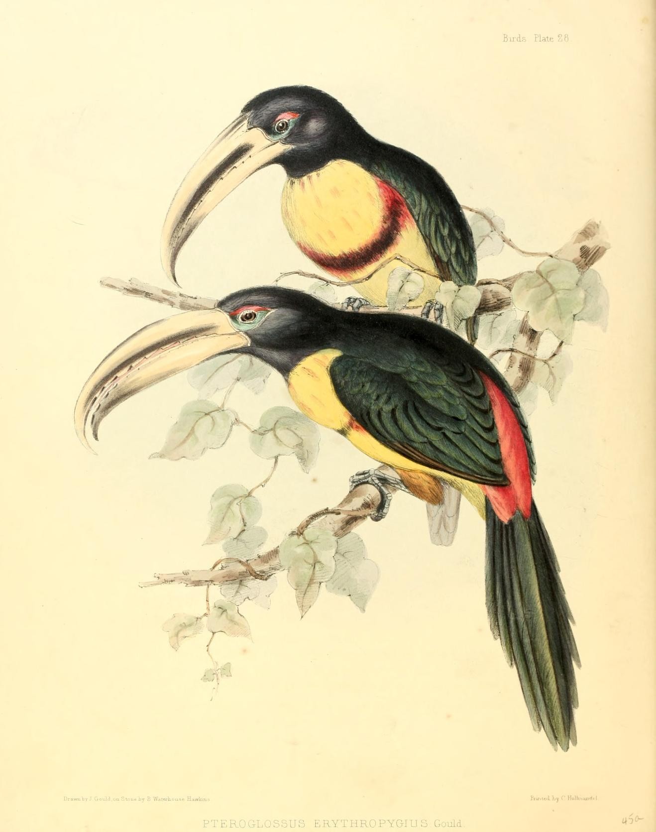 Illustration of Collared Aracari