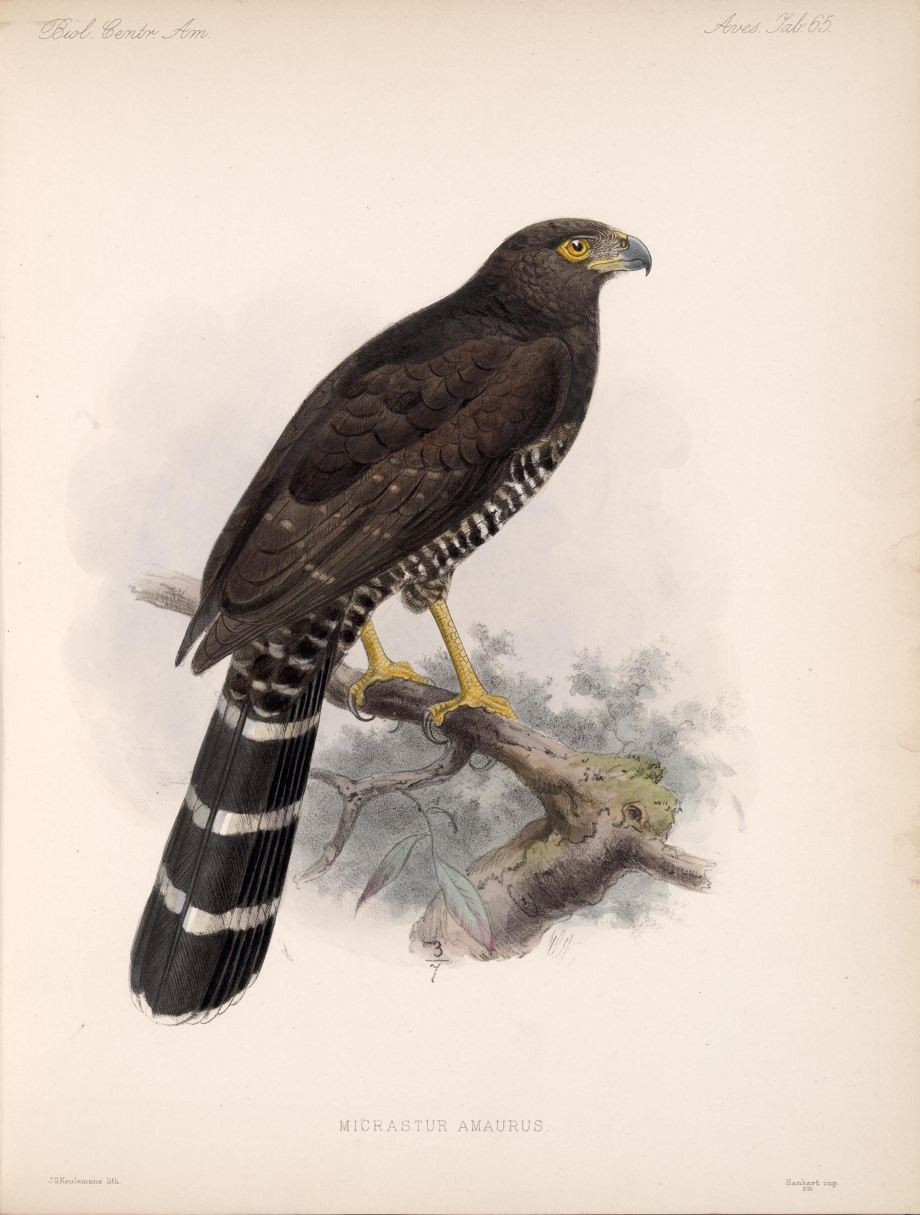 Illustration of Collared Forest-Falcon