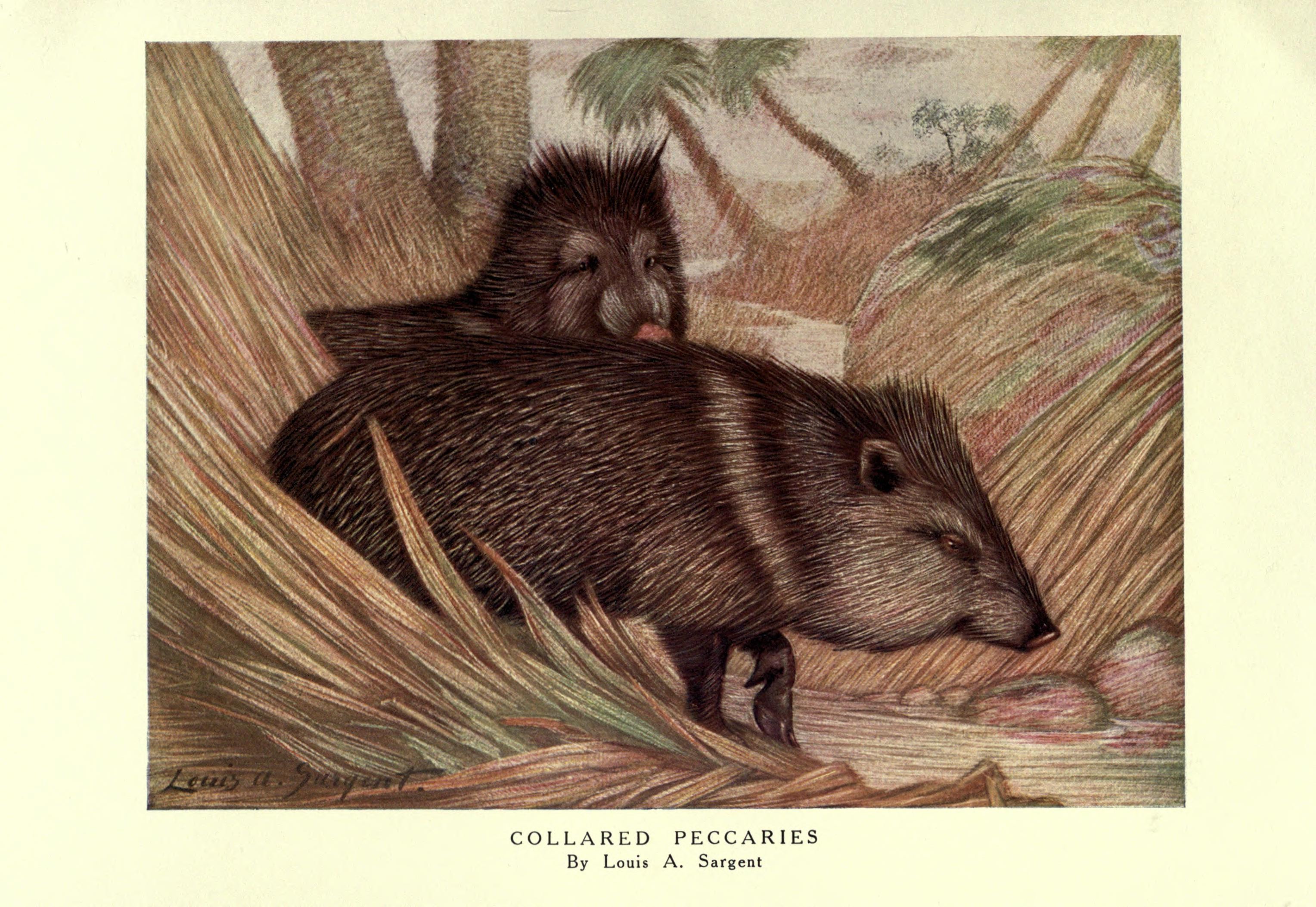 Illustration of Collared Peccary