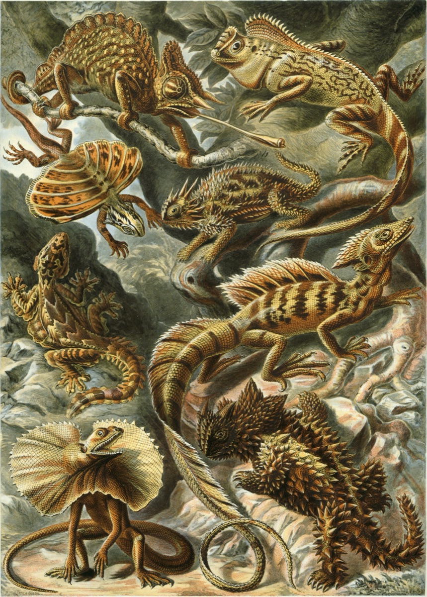 Illustration of Common Basilisk (Jesus Christ Lizard)