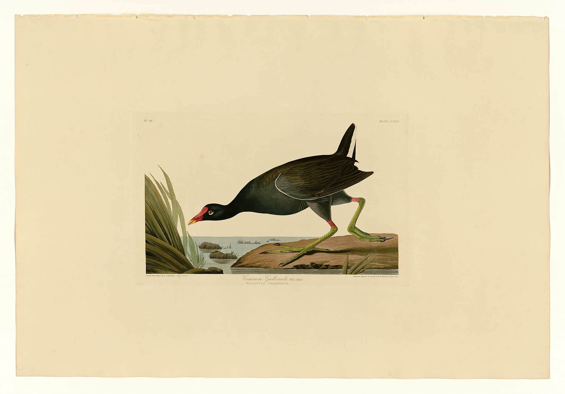 Illustration of Common Gallinule