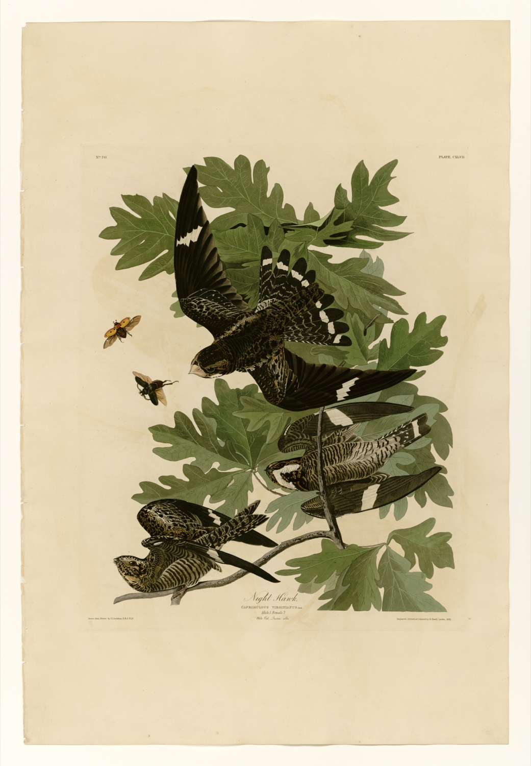 Illustration of Common Nighthawk