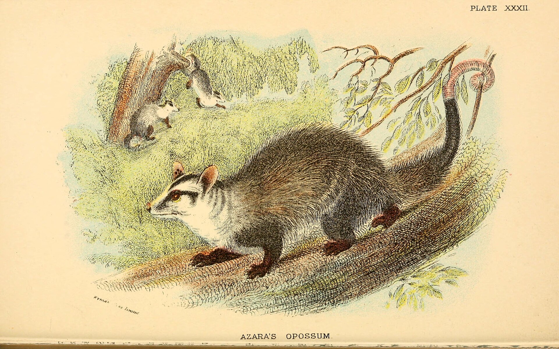 Illustration of Common Opossum