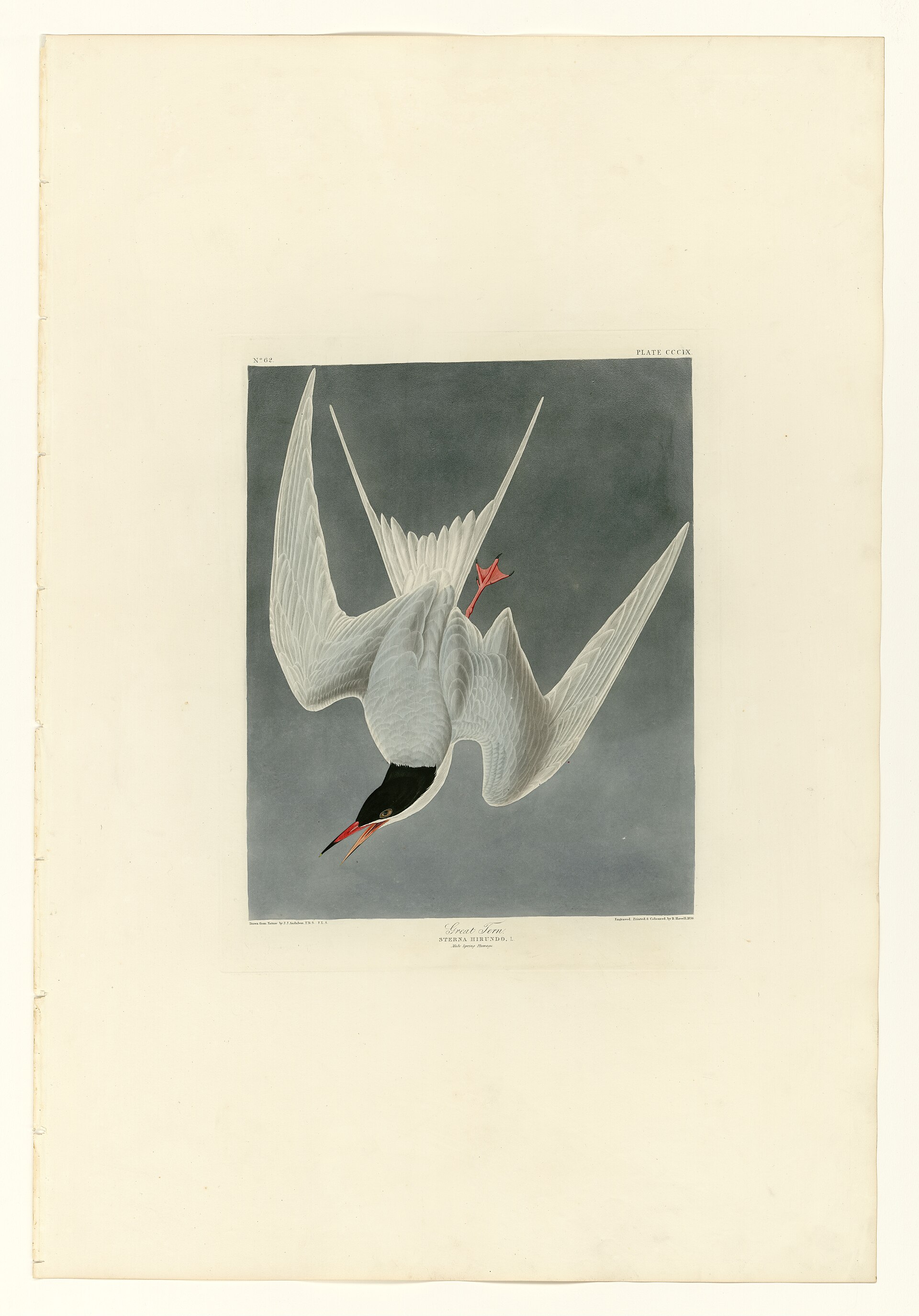Illustration of Common Tern