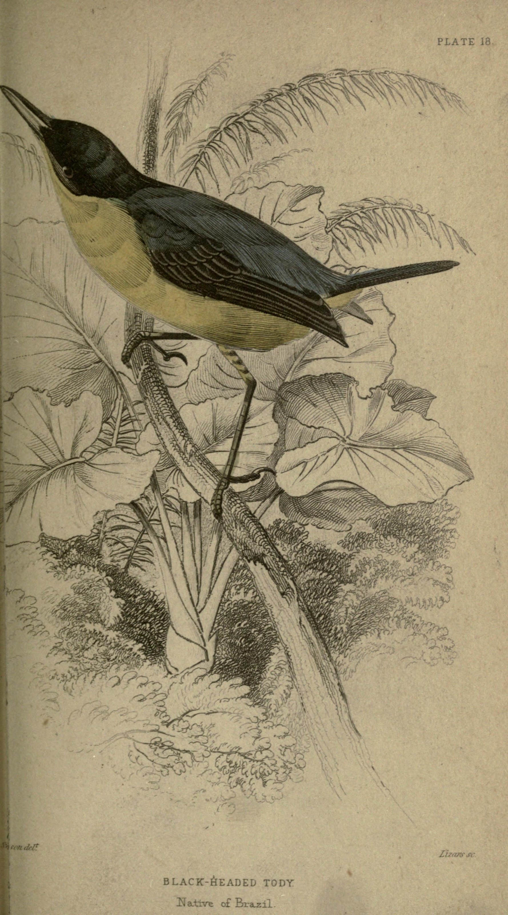 Illustration of Common Tody-Flycatcher