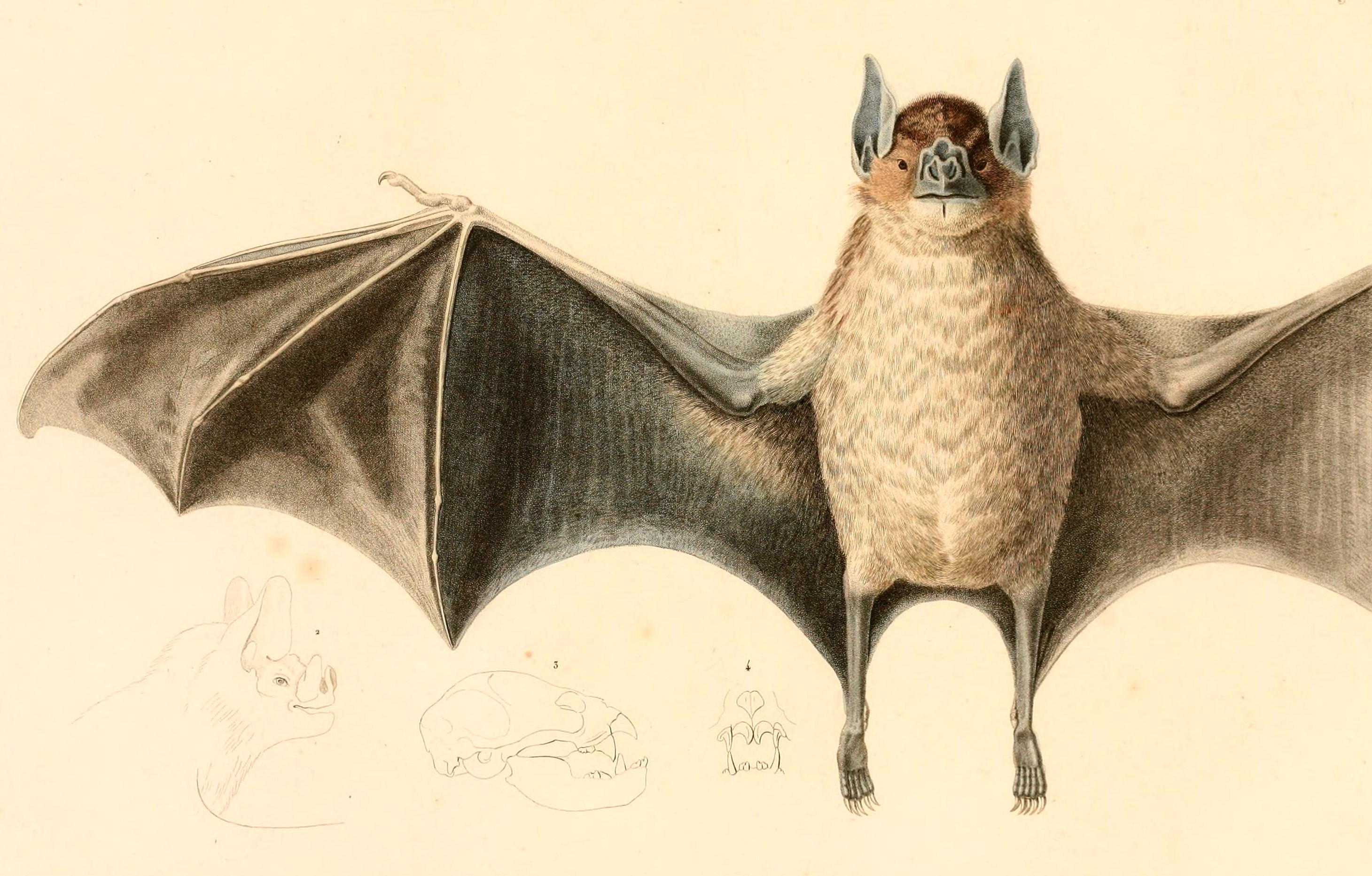 Illustration of Common Vampire Bat