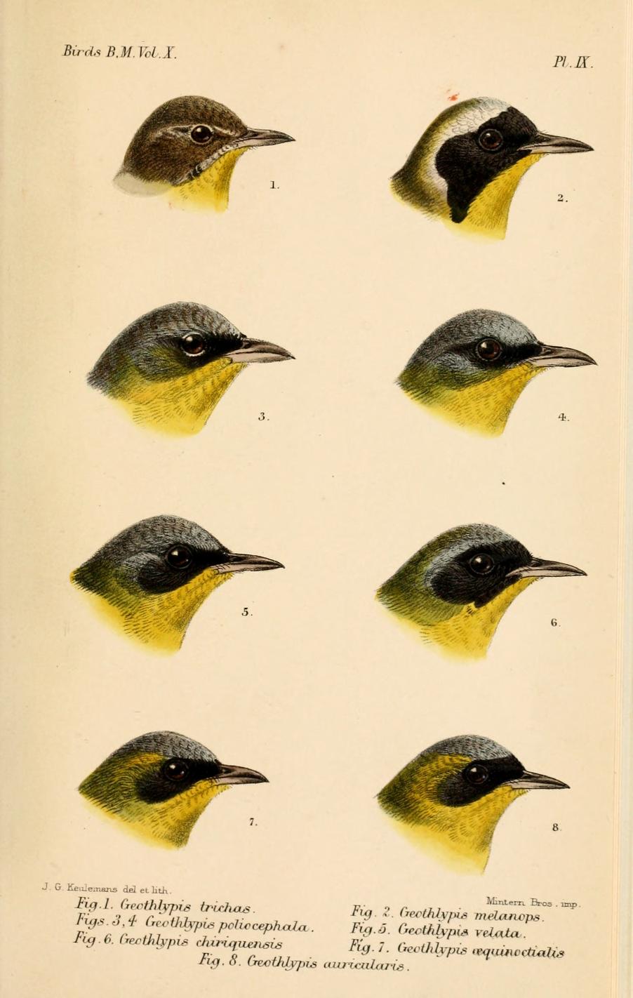 Illustration of Common Yellowthroat