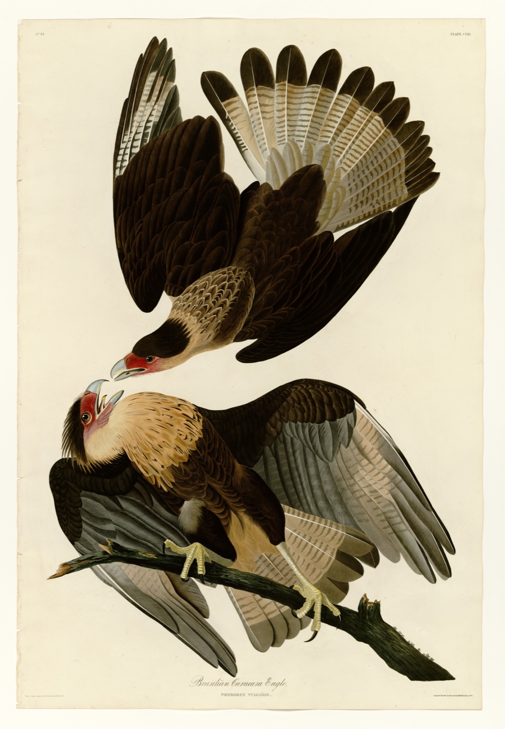 Illustration of Crested Caracara