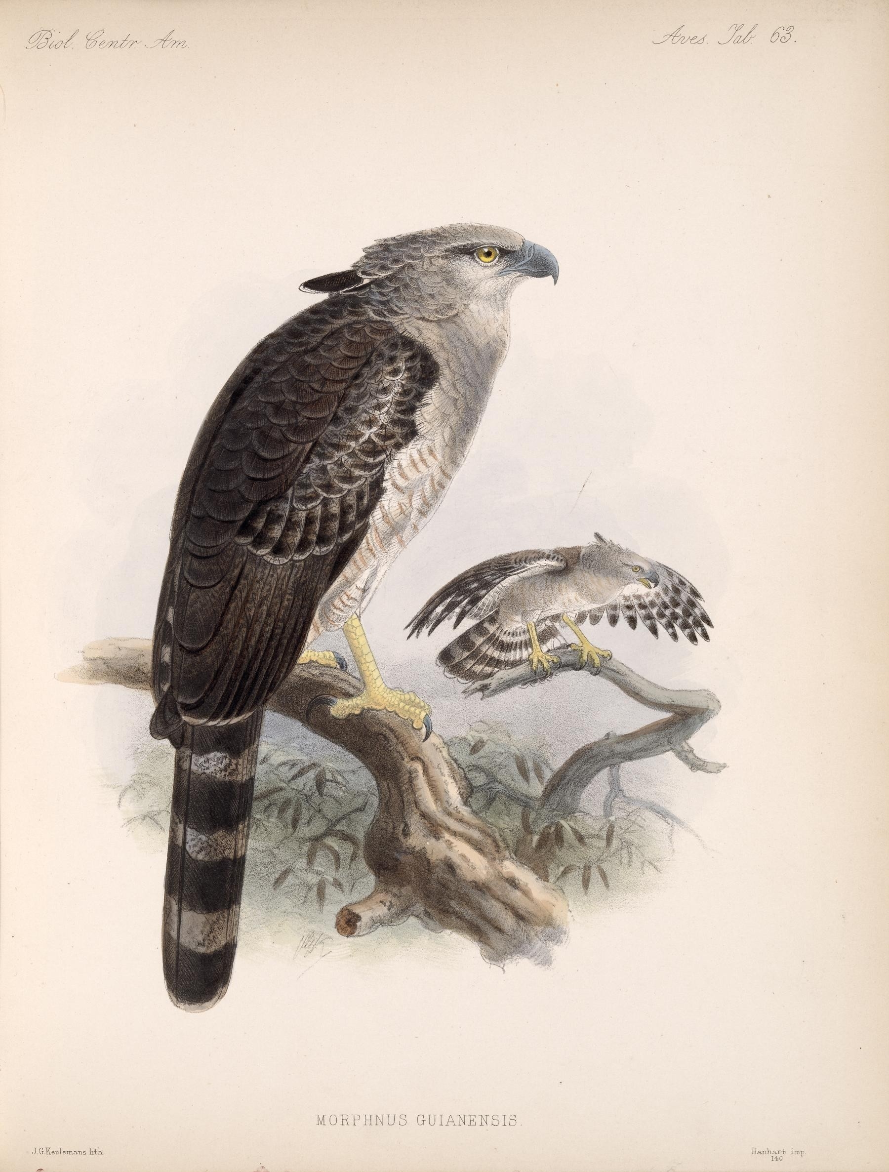 Illustration of Crested Eagle