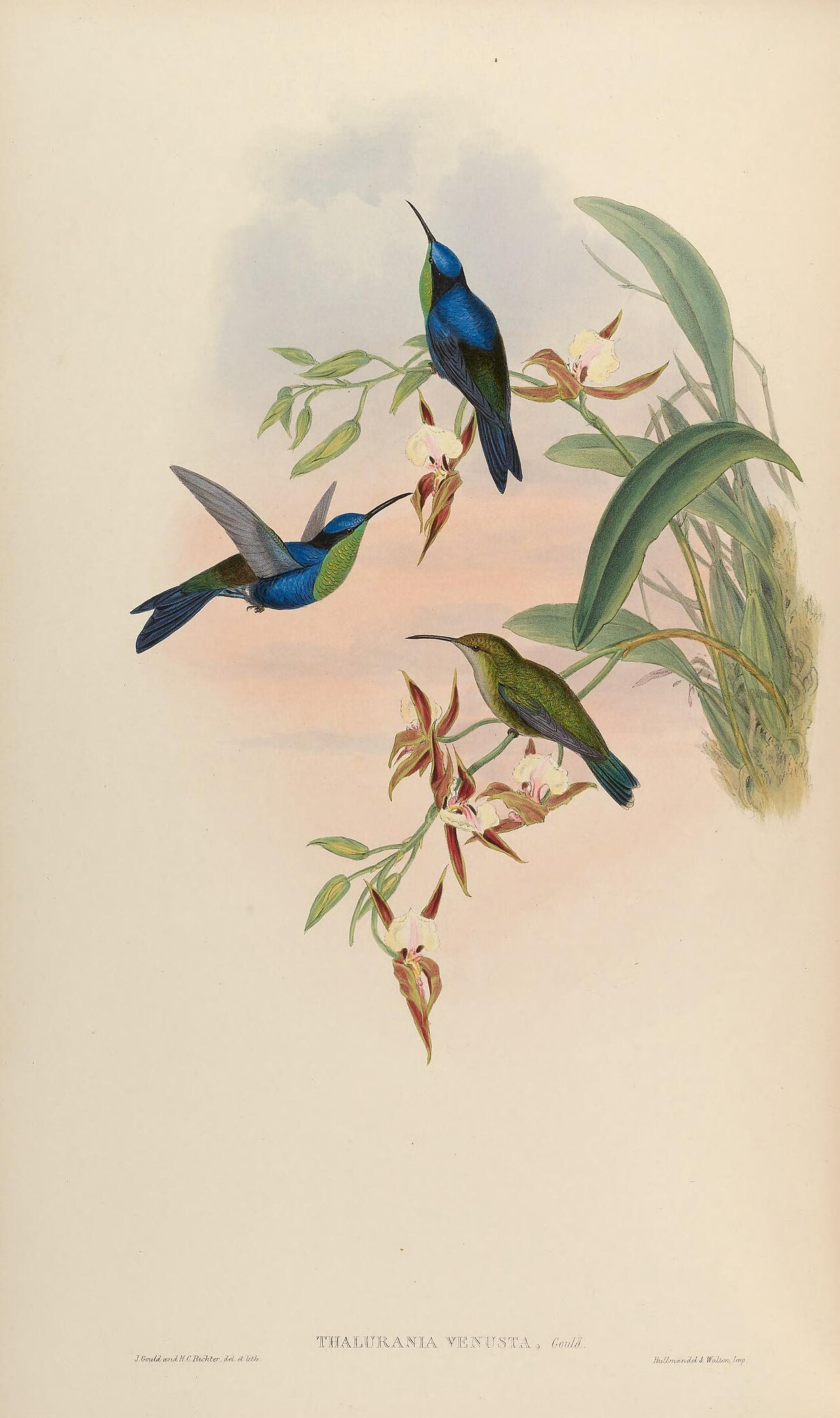Illustration of Crowned Woodnymph