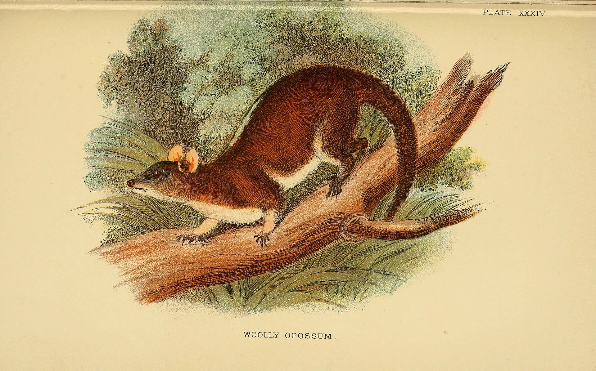 Illustration of Derby's Woolly Opossum
