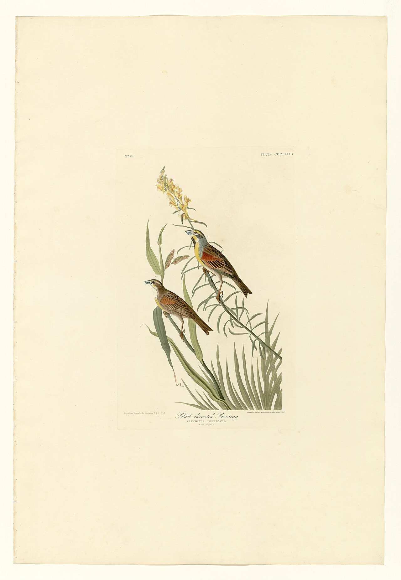 Illustration of Dickcissel