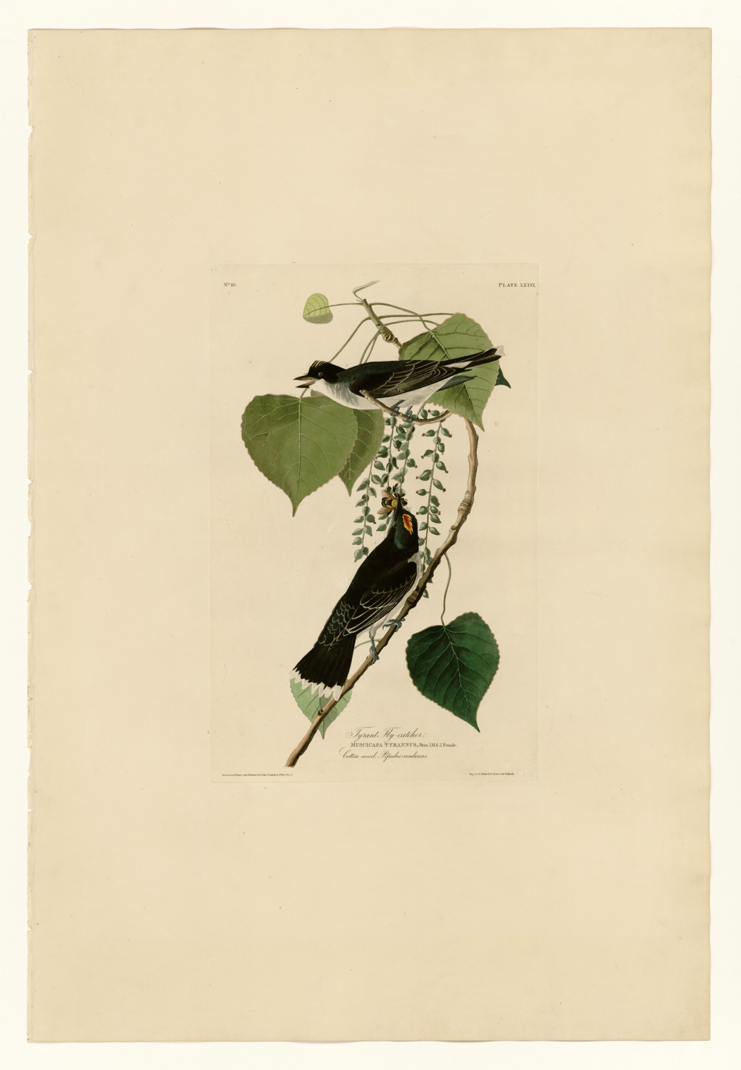 Illustration of Eastern Kingbird