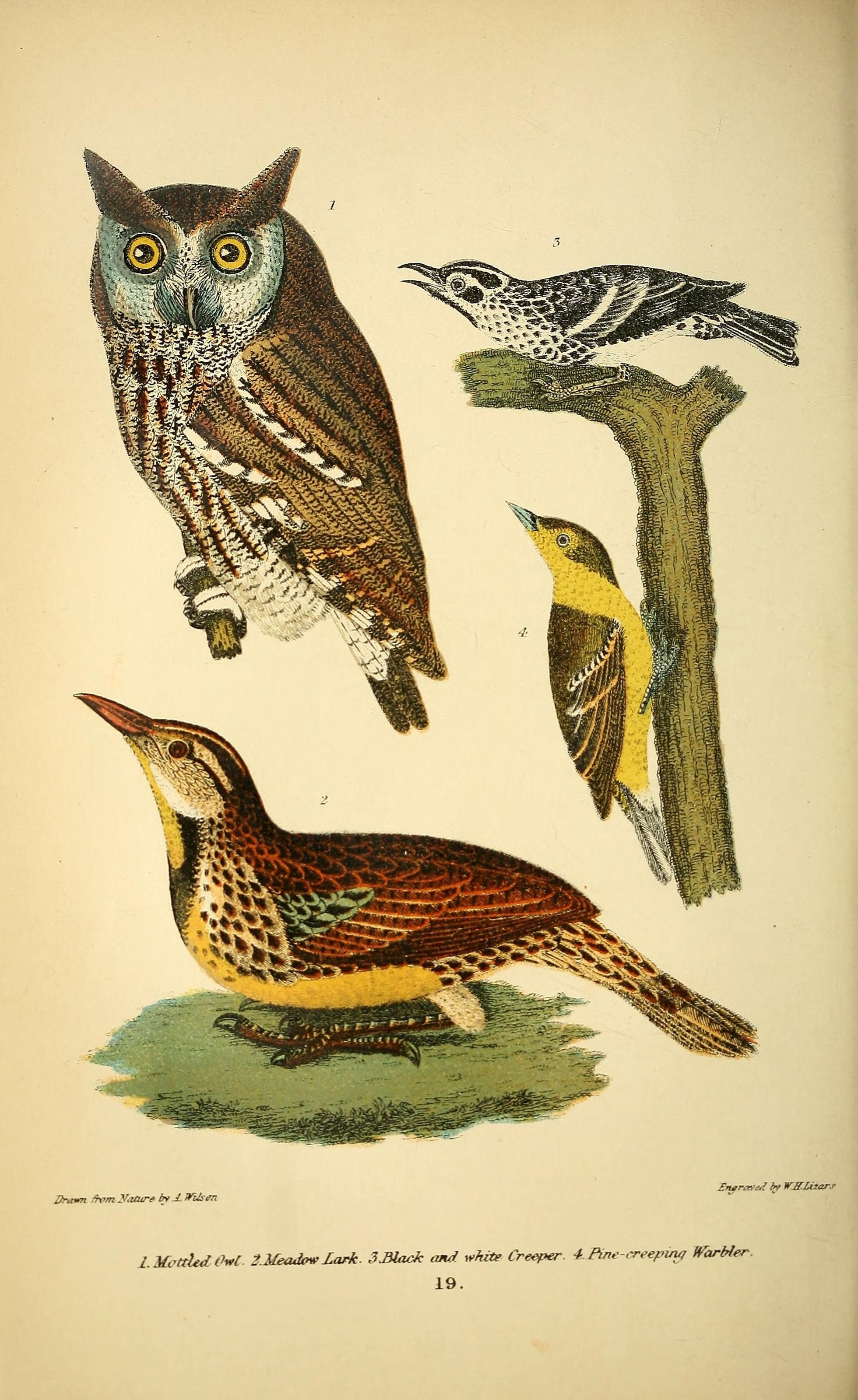 Illustration of Eastern Meadowlark