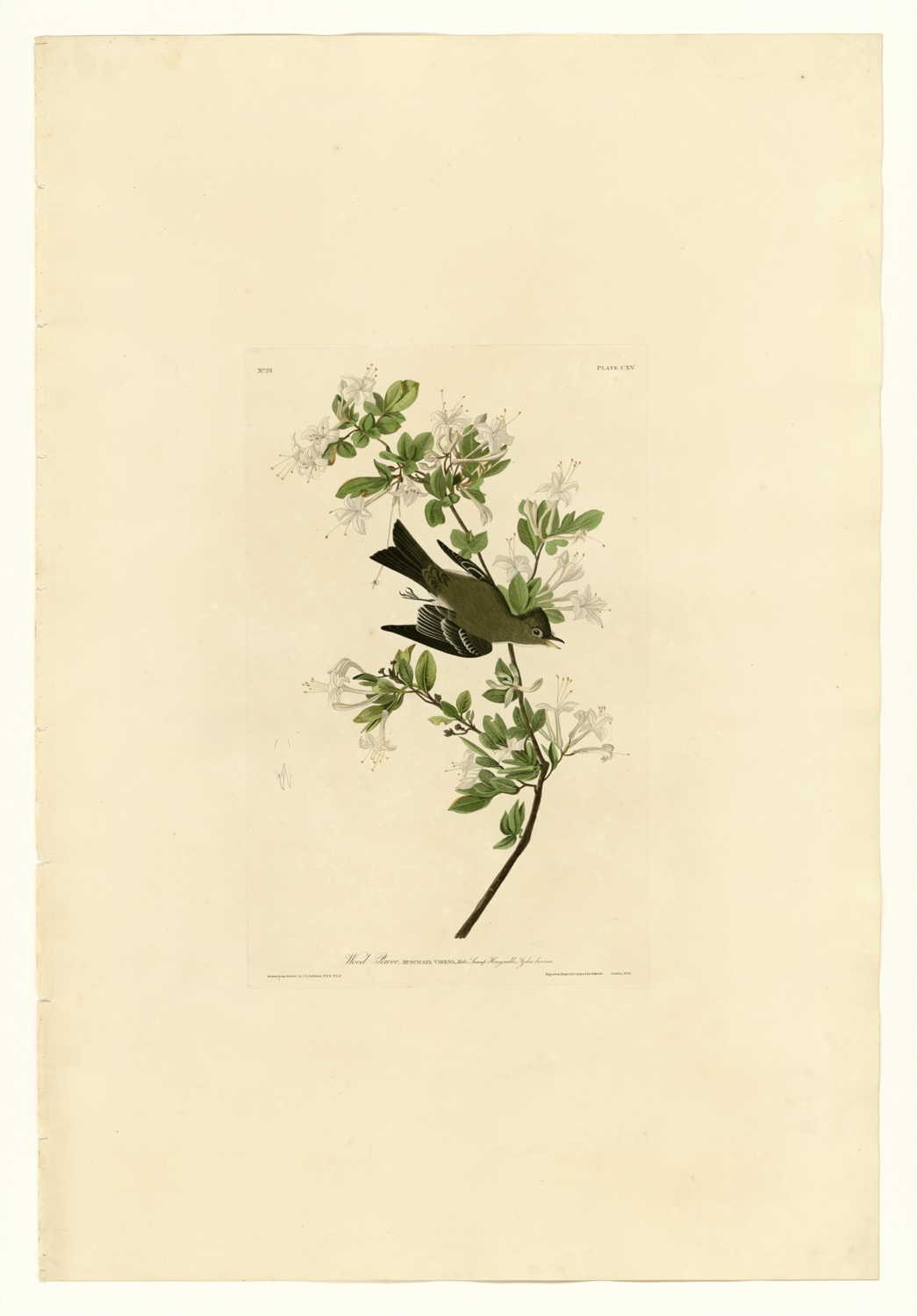 Illustration of Eastern Wood-Pewee