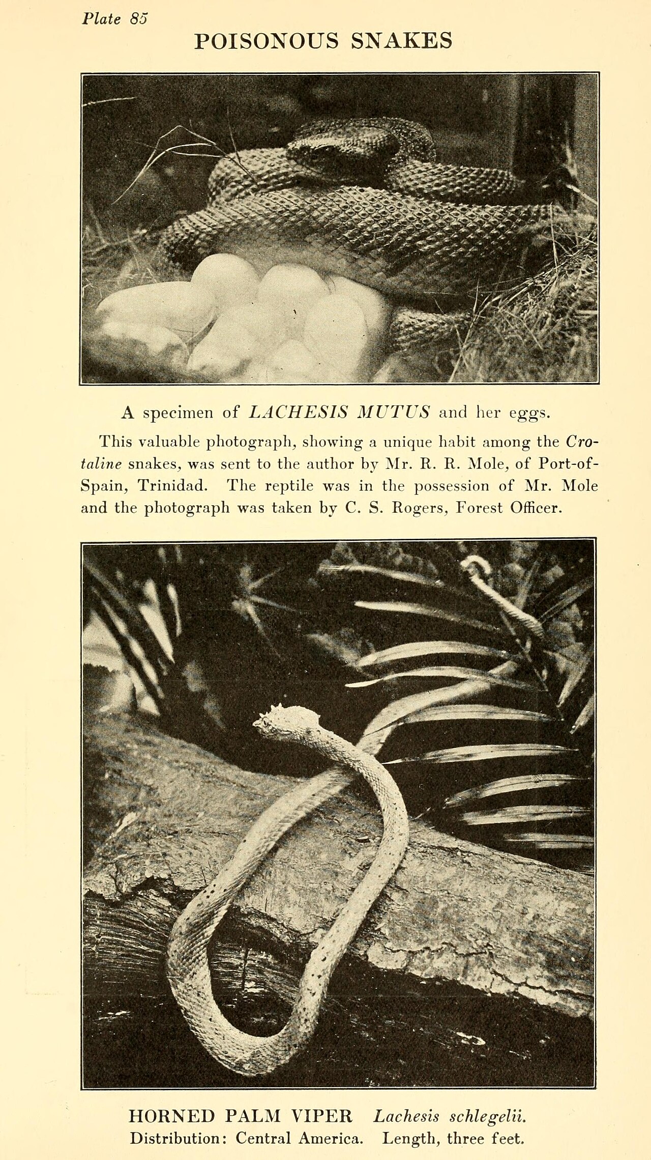 Illustration of Eyelash Viper (Bocaracá)