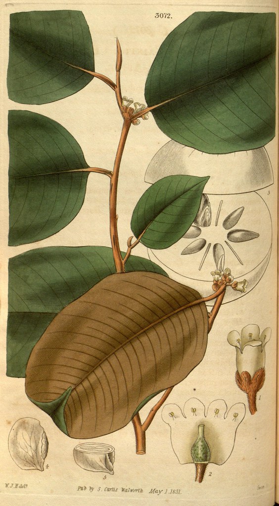 Illustration of Star Apple / Caimito