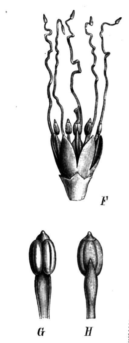 Illustration of Gavilan / Oil Tree