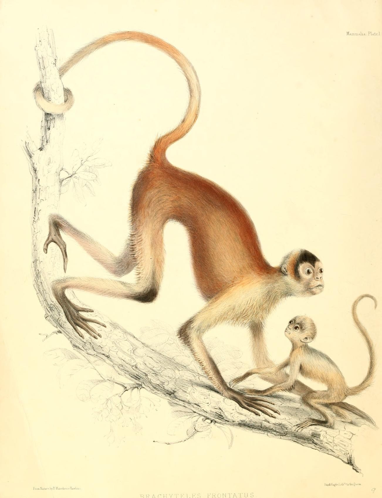 Illustration of Geoffroy's Spider Monkey