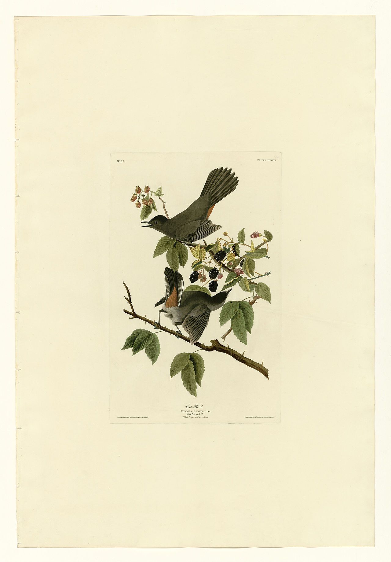 Illustration of Gray Catbird