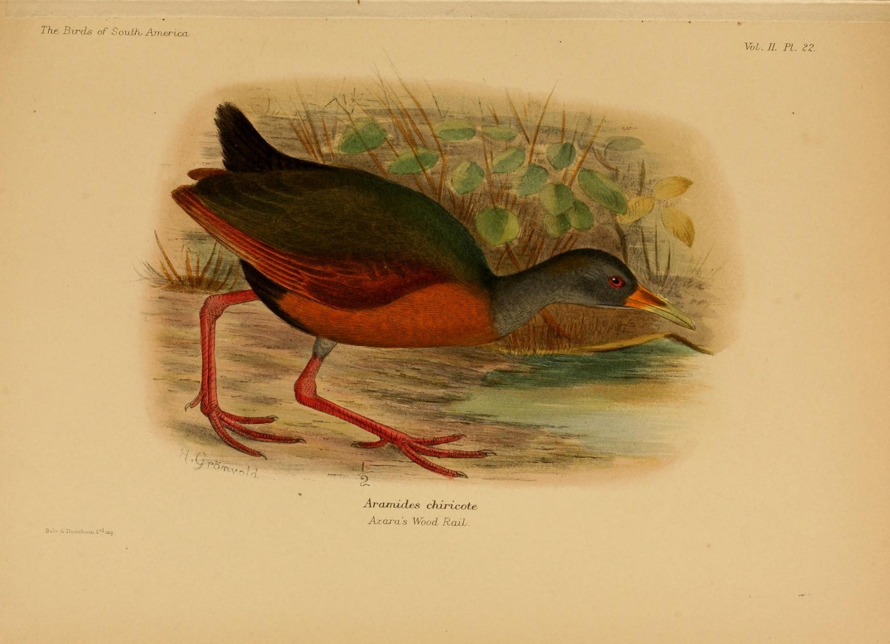 Illustration of Gray-cowled Wood-Rail