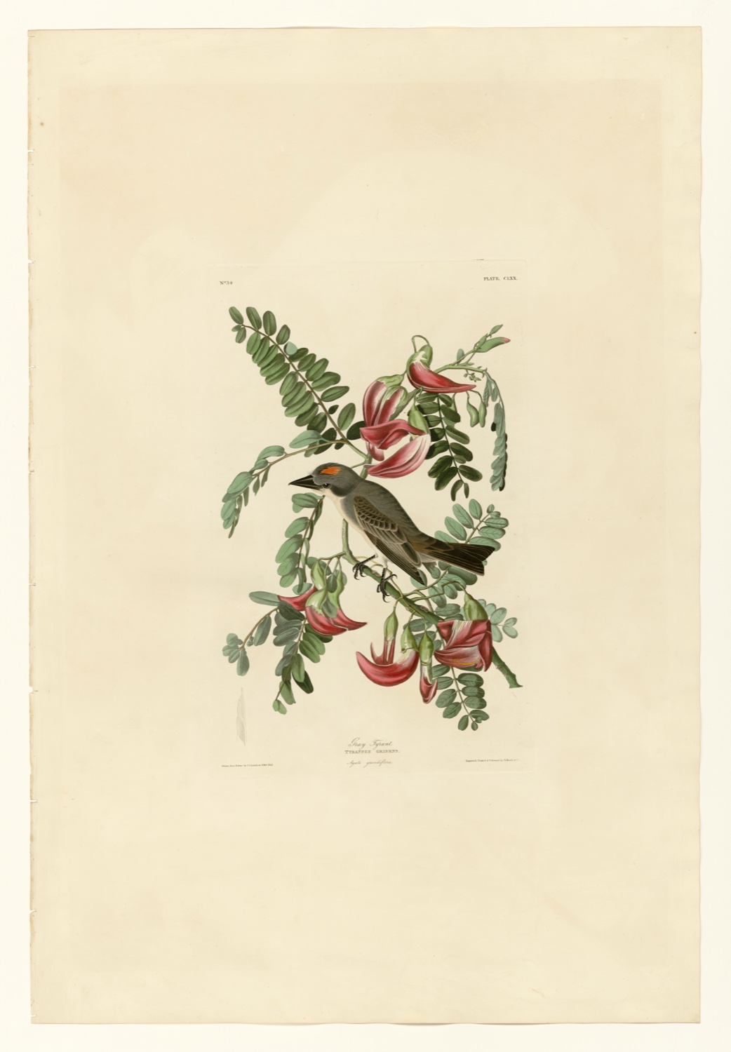 Illustration of Gray Kingbird