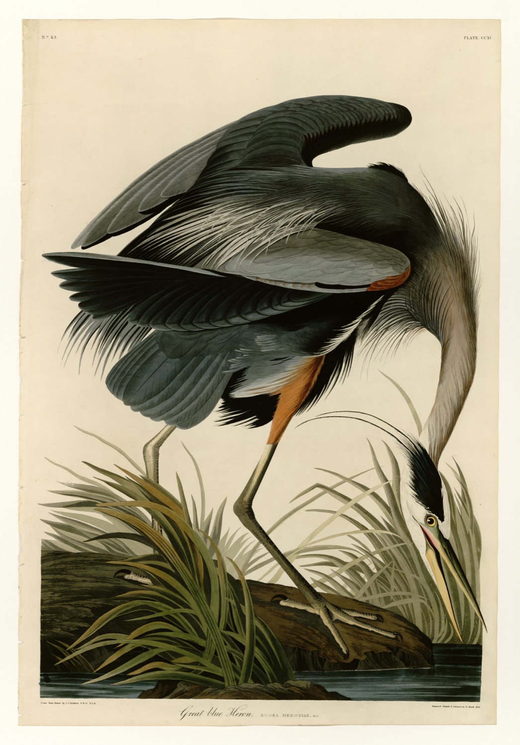 Illustration of Great Blue Heron