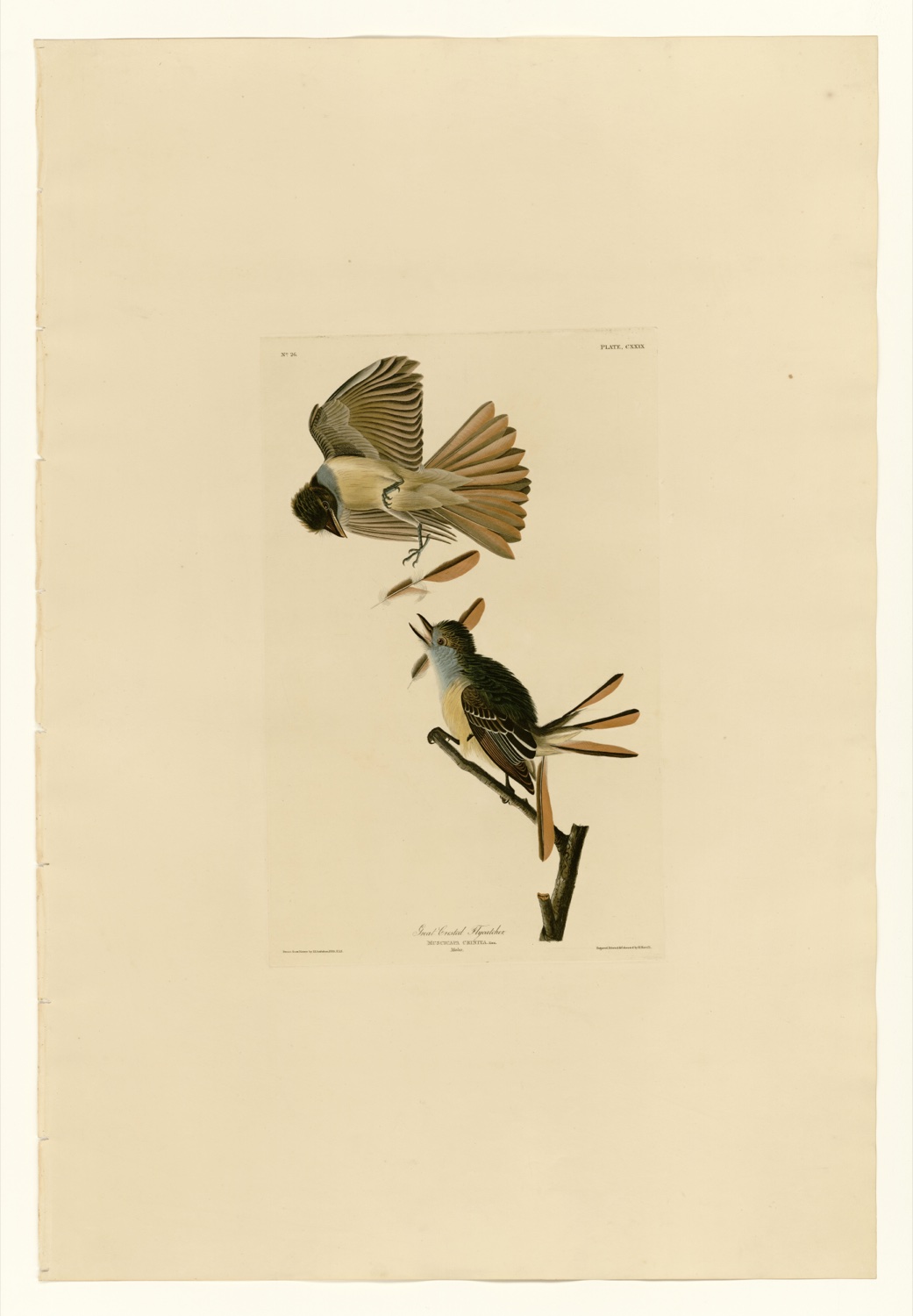 Illustration of Great Crested Flycatcher