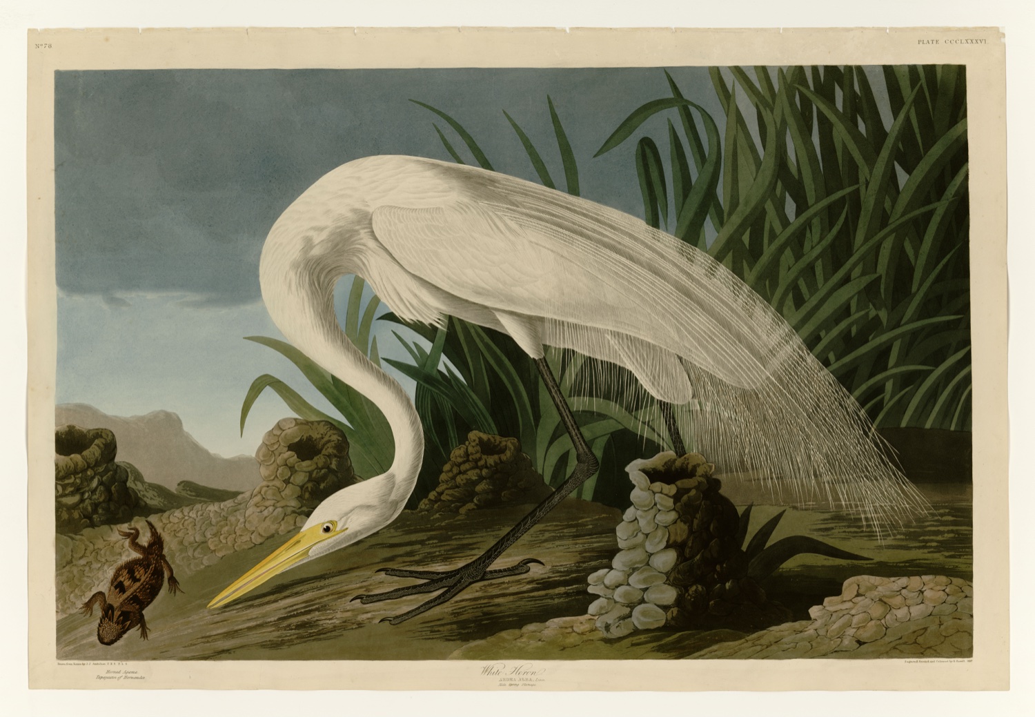Illustration of Great Egret