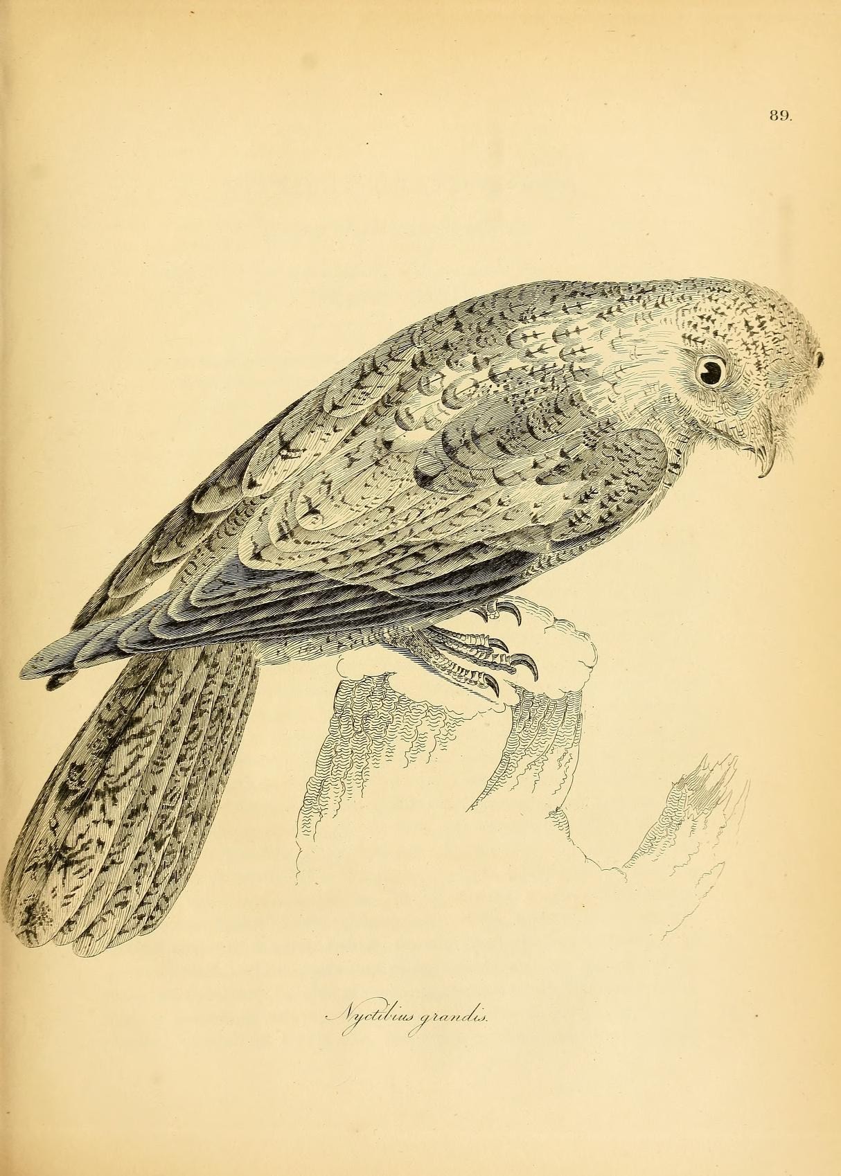 Illustration of Great Potoo
