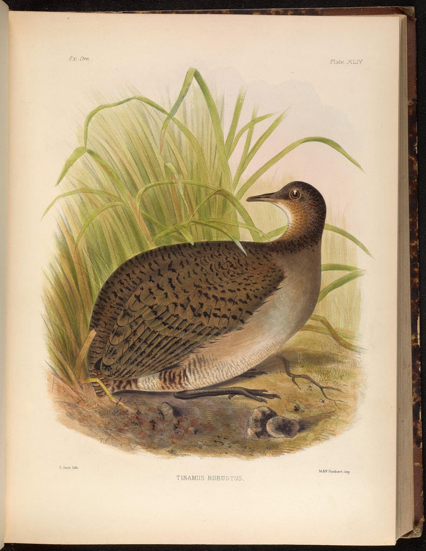 Illustration of Great Tinamou