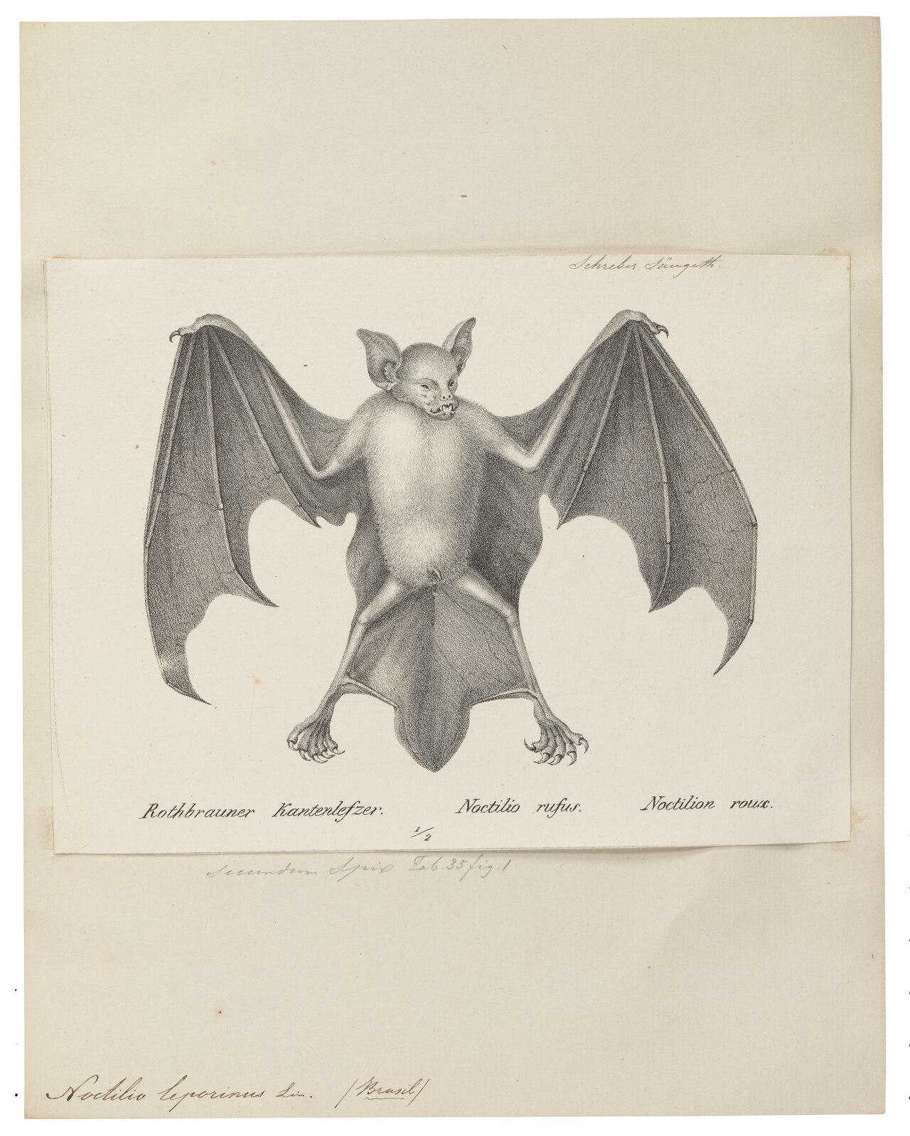 Illustration of Greater Bulldog Bat