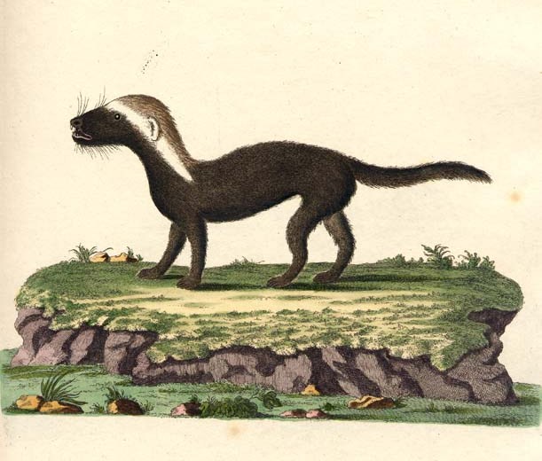 Illustration of Greater Grison