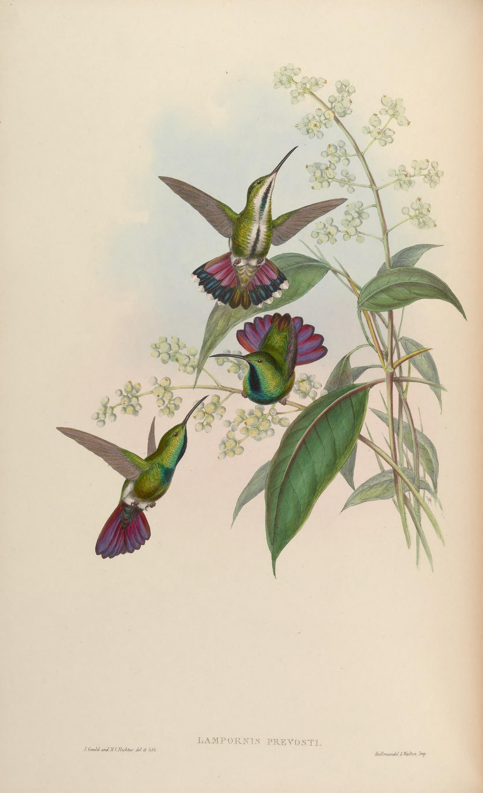 Illustration of Green-breasted Mango