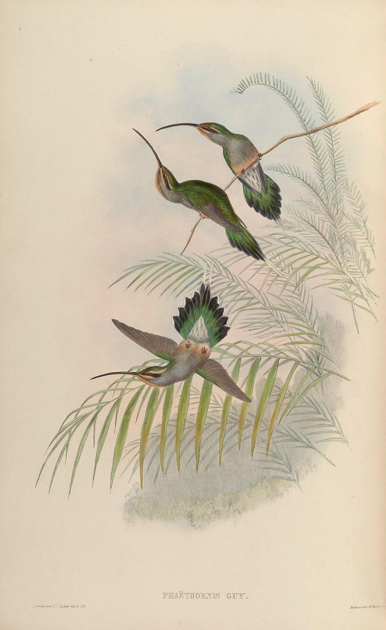 Illustration of Green Hermit