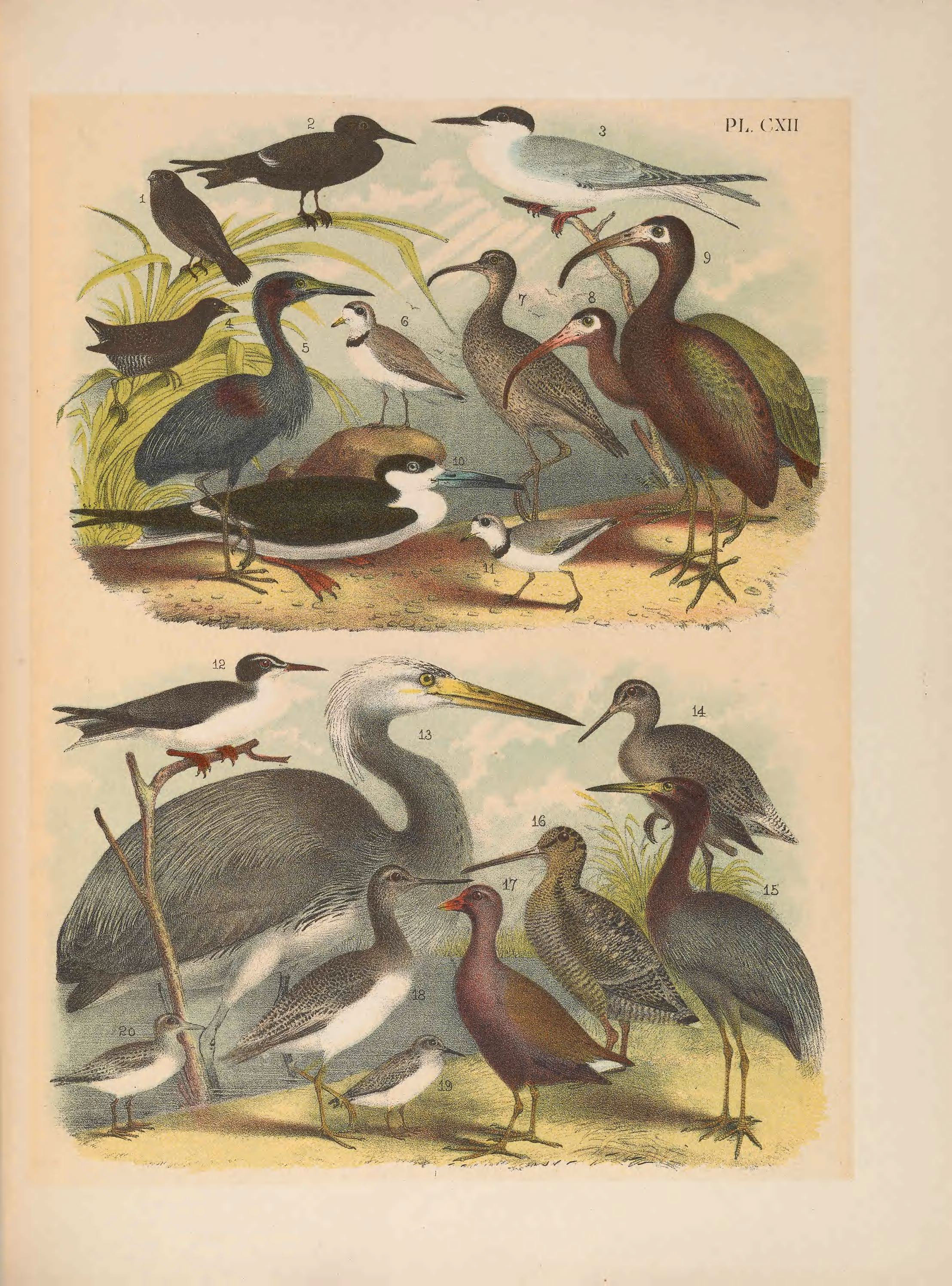 Illustration of Green Ibis