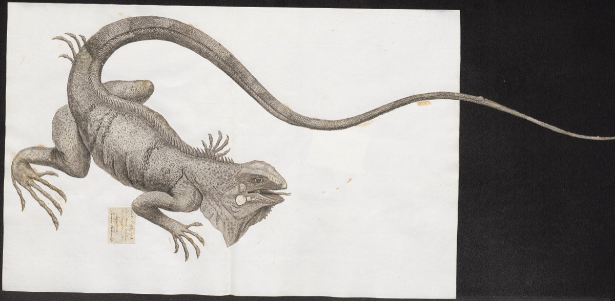 Illustration of Green Iguana