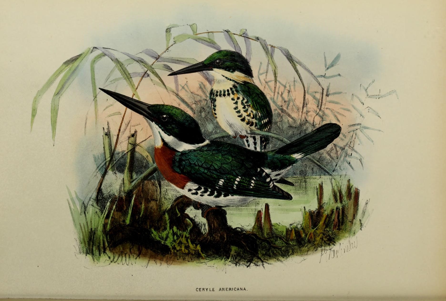 Illustration of Green Kingfisher