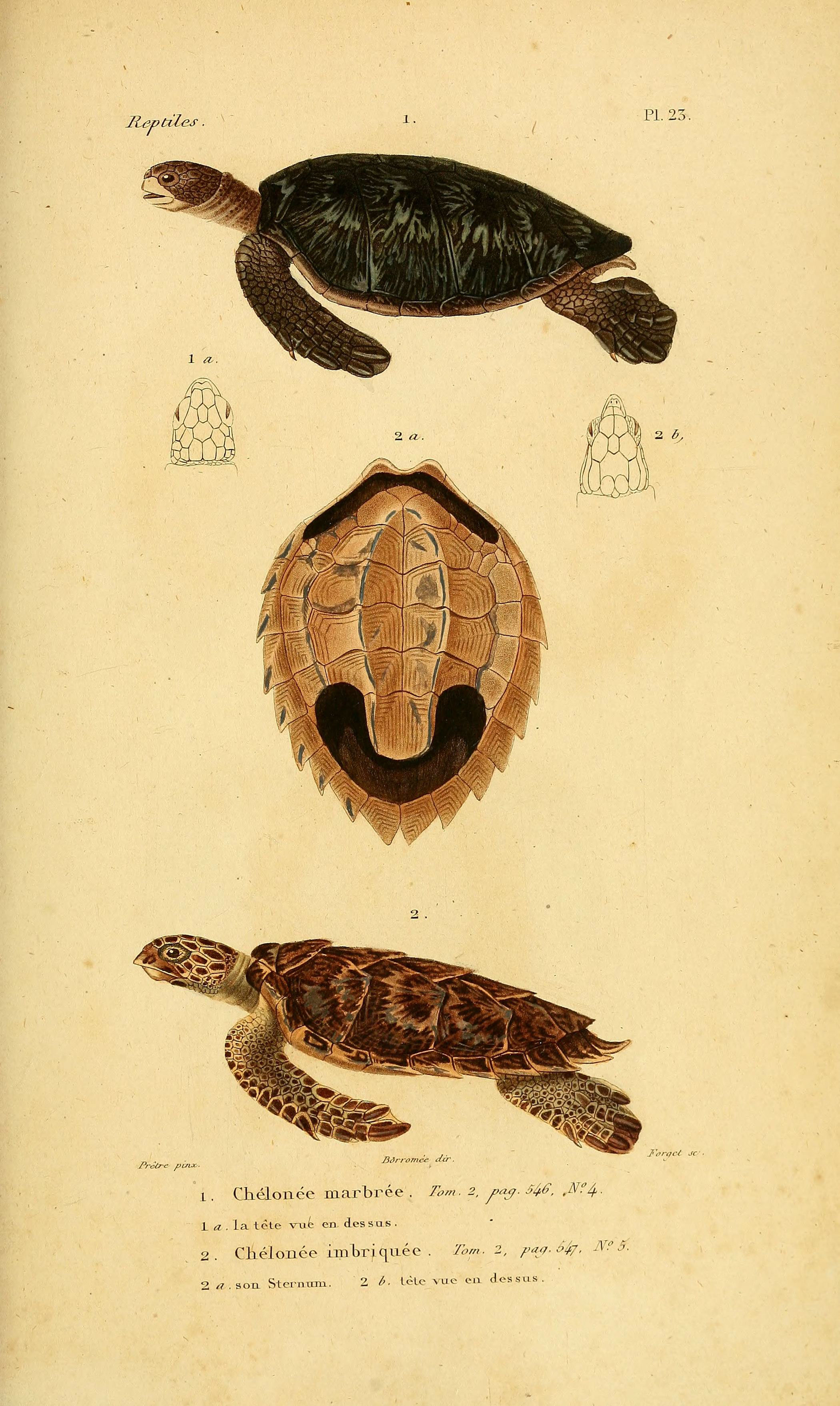 Illustration of Green Sea Turtle