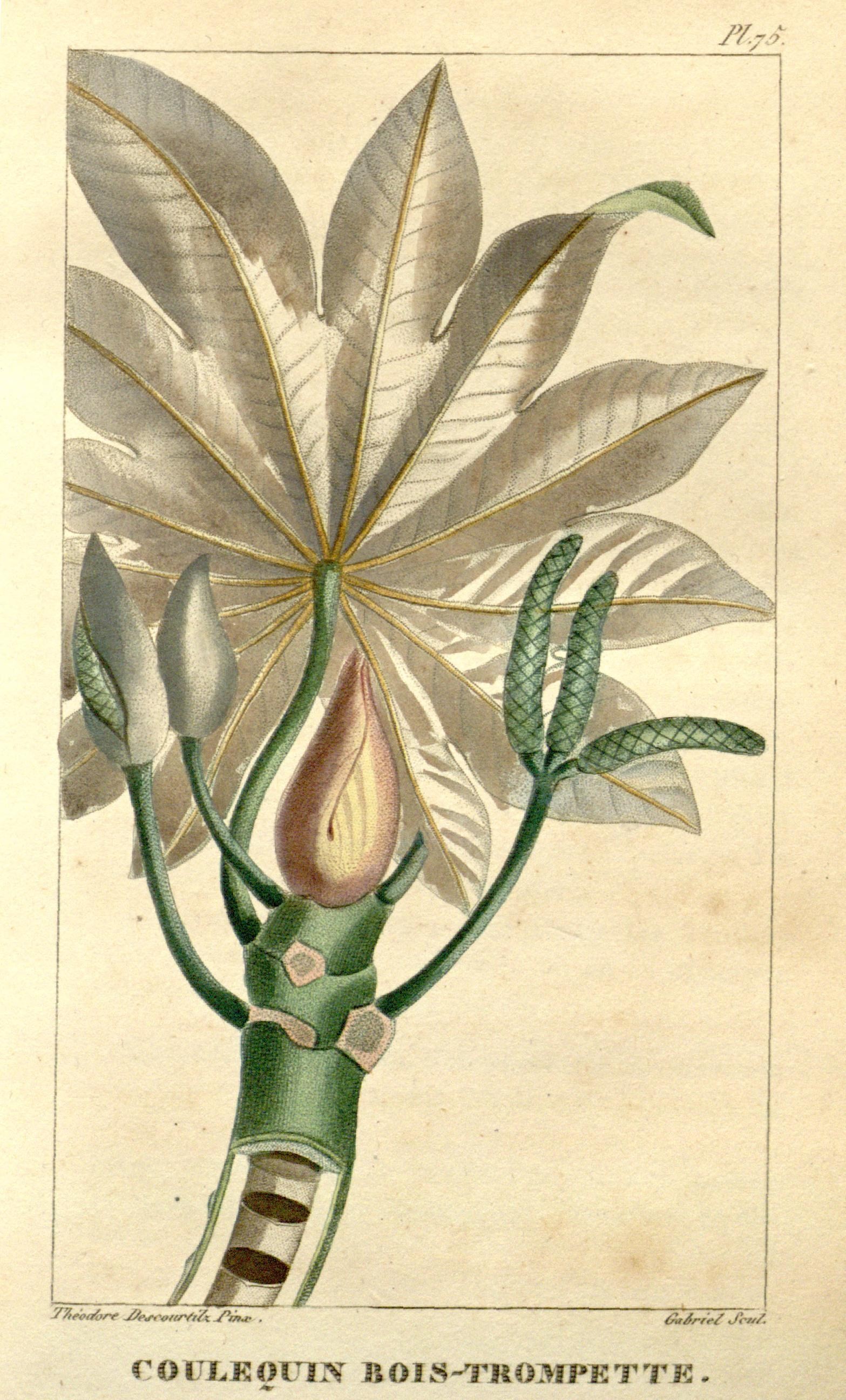 Illustration of Guarumo Peludo