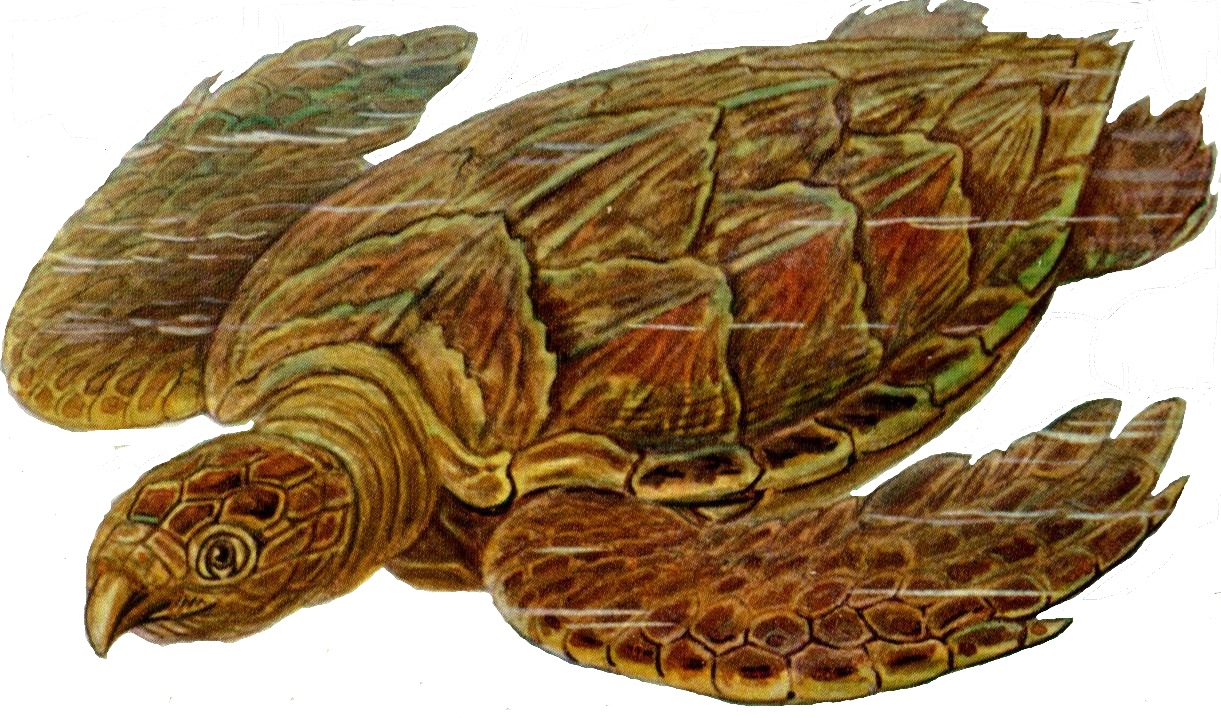 Illustration of Hawksbill Sea Turtle