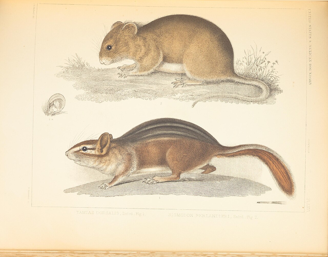 Illustration of Hispid Cotton Rat