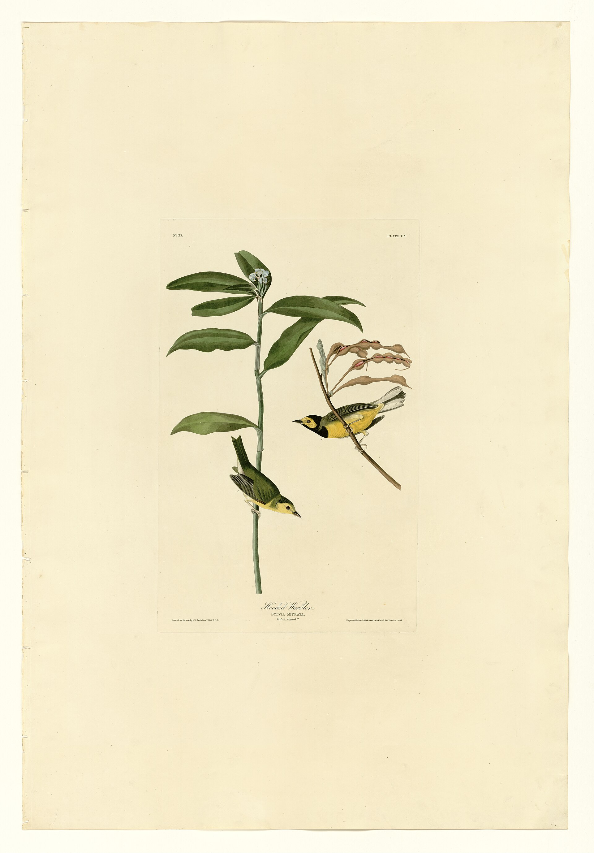Illustration of Hooded Warbler