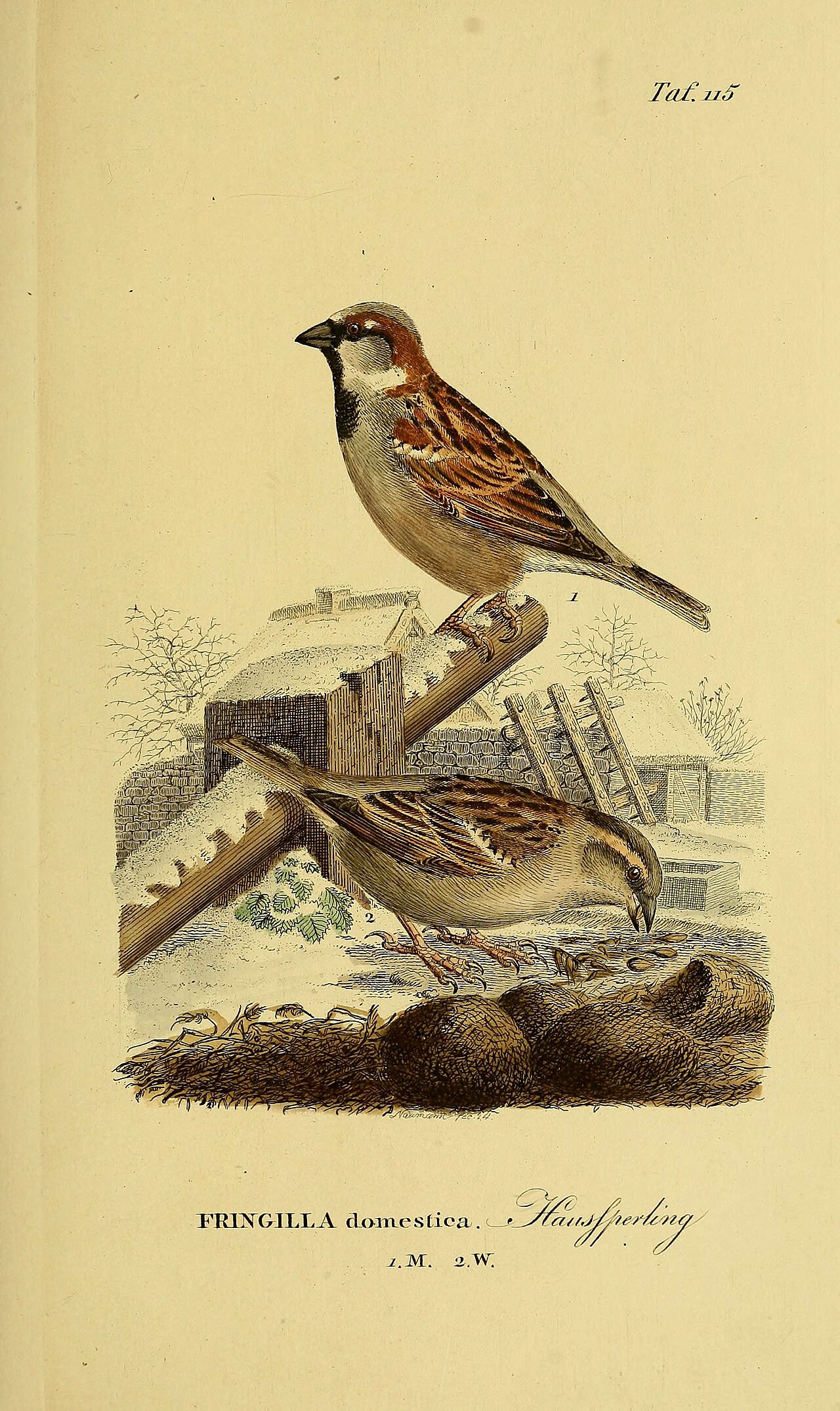 Illustration of House Sparrow